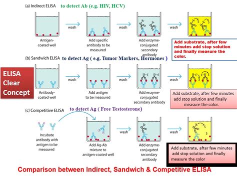 elisa test results interpreted|An Introduction to the Enzyme.